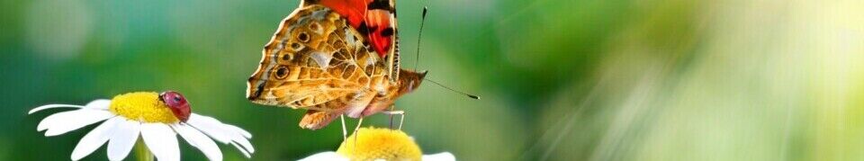 Misconceptions about Hospice